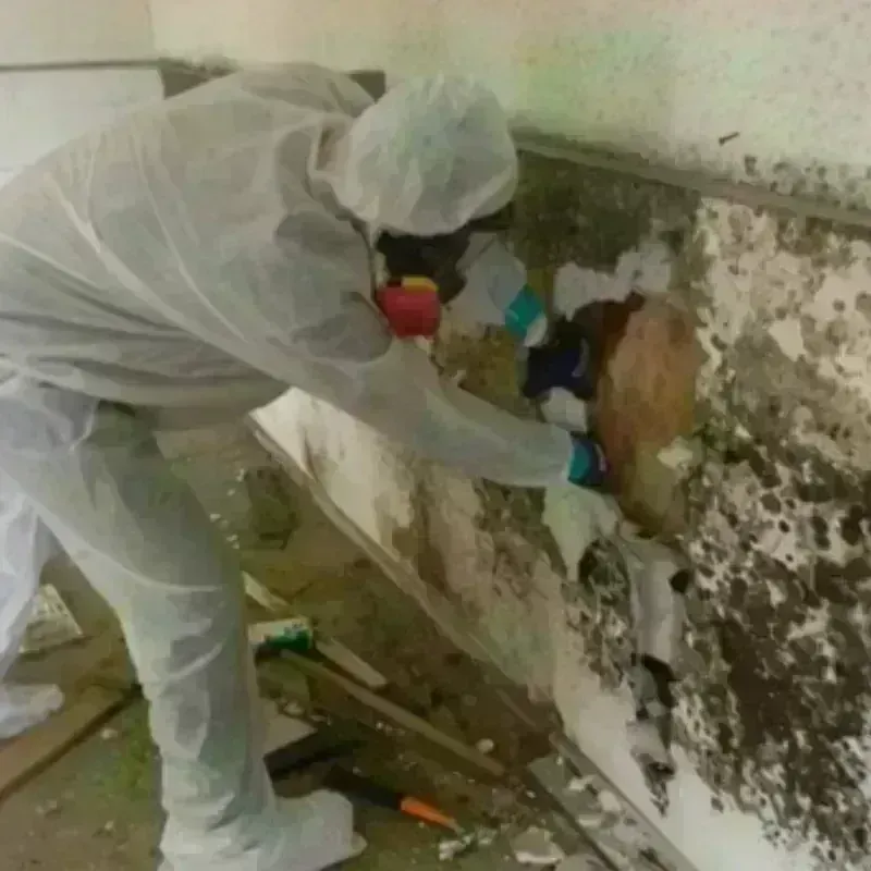 Best Mold Remediation and Removal Service in Saint Marys, WV